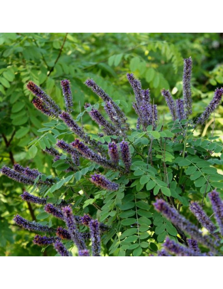 Amorpha fruticosa Amorfa krzewiasta