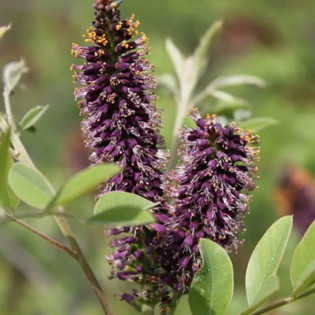 Amorpha fruticosa Amorfa krzewiasta 2