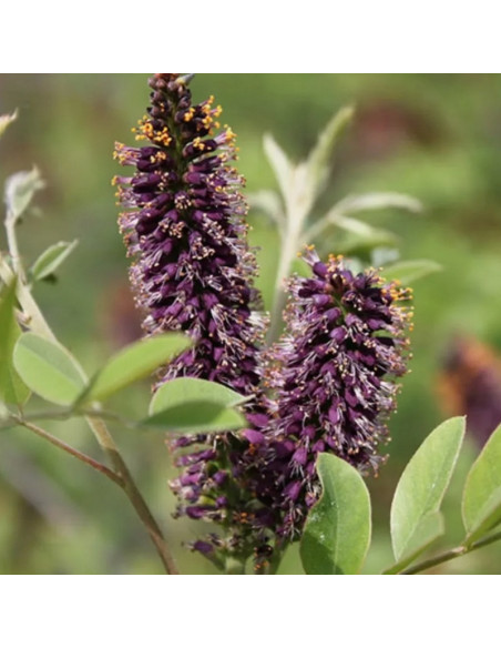 Amorfa krzewiasta Amorpha fruticosa