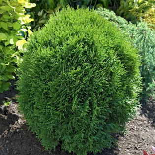 Thuja occidentalisTuja Little Giant 2