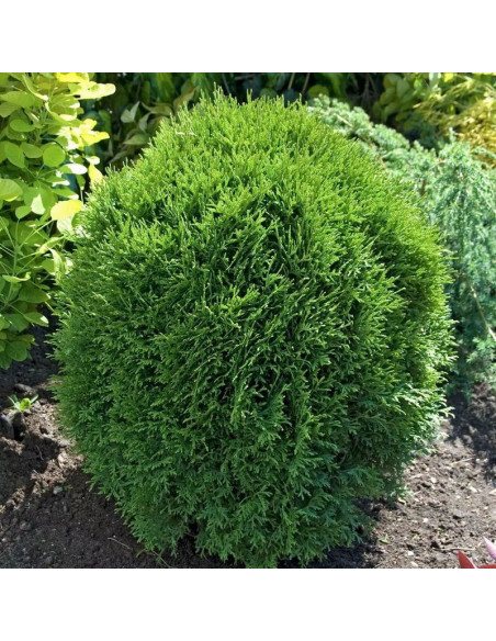 Tuja Little Giant Thuja occidentalis