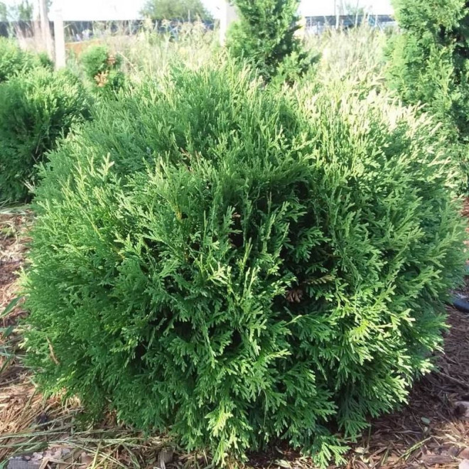 Thuja occidentalisTuja Little Giant