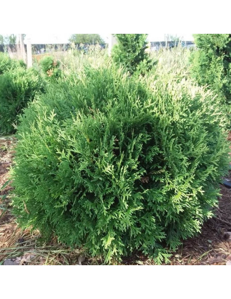 Thuja occidentalisTuja Little Giant