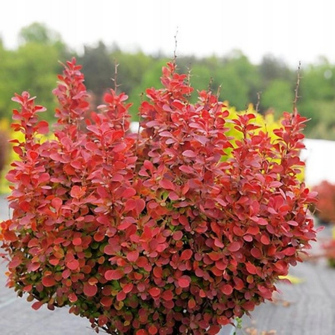 Berberys Thunberga Orange Tower Berberis thunbergii