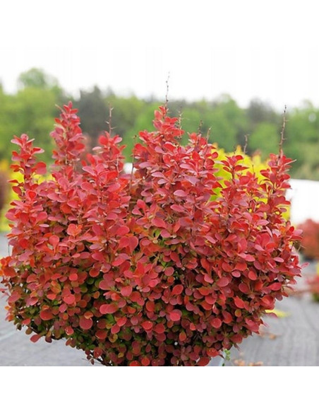 Berberys Thunberga Orange Tower Berberis thunbergii