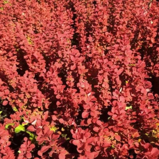 Berberys Thunberga Orange Tower Berberis thunbergii 2