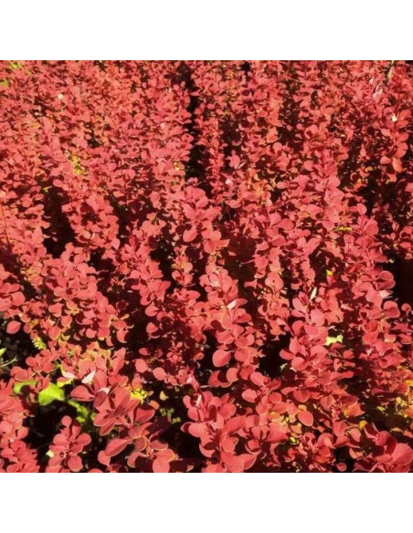 Orange Tower Berberys Thunberga Berberis thunbergii