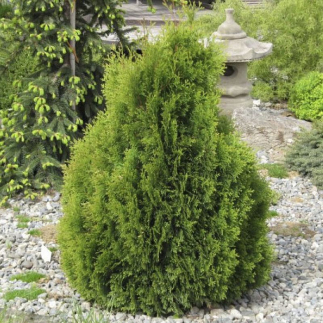 Tuja Miky Thuja occidentalis