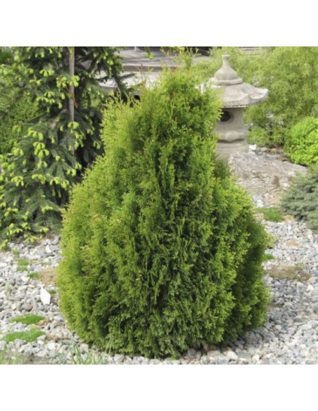 Tuja Miky Thuja occidentalis