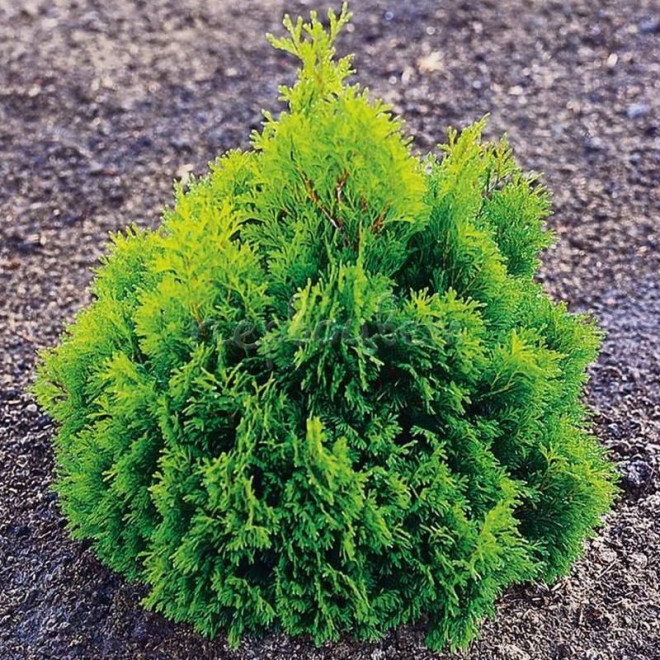 Thuja occidentalis Tuja Miky Thuja occidentalis Tuja Miky
