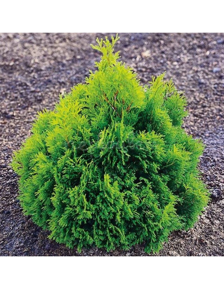 Thuja occidentalis Tuja Miky