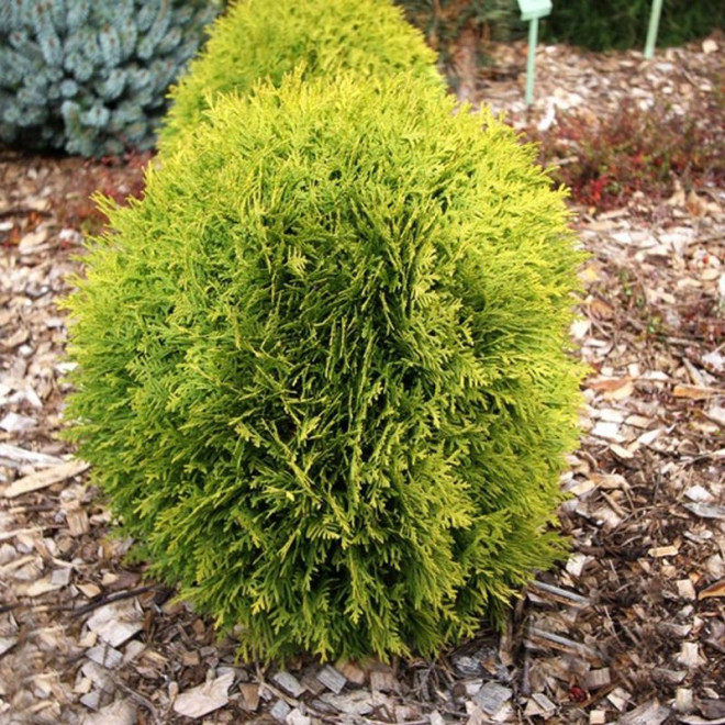 Thuja occidentalis Mirjam Tuja Miriam PBR Thuja occidentalis Mirjam Tuja Miriam PBR