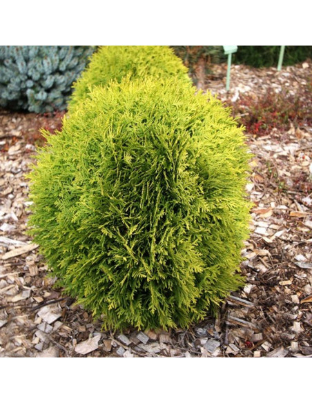 Thuja occidentalis Mirjam Tuja Miriam PBR