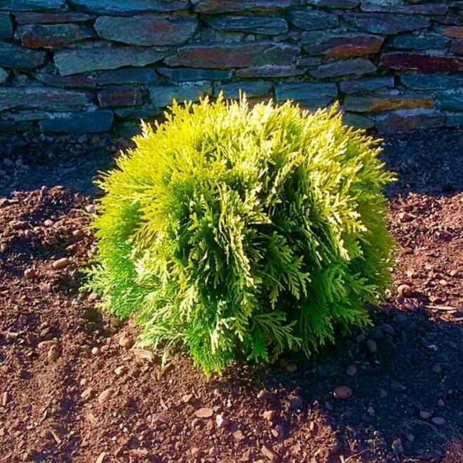 Tuja Miriam PBR Thuja occidentalis Mirjam Tuja Miriam PBR Thuja occidentalis Mirjam