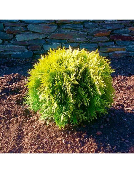 Tuja Miriam PBR Thuja occidentalis Mirjam