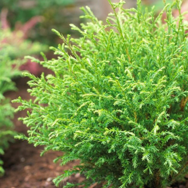 Tuja Mr Bowling Ball Żywotnik zachodni Thuja occidentalis