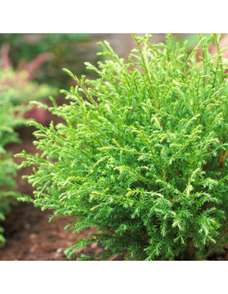 Tuja Mr Bowling Ball Żywotnik zachodni Thuja occidentalis