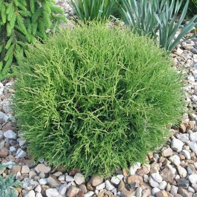 Thuja occidentalis Tuja Mr Bowling Ball Żywotnik zachodni Thuja occidentalis Tuja Mr Bowling Ball Żywotnik zachodni