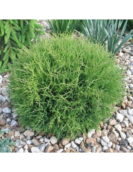 Thuja occidentalis Tuja Mr Bowling Ball Żywotnik zachodni