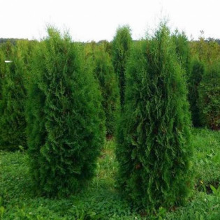 Thuja occidentalis Tuja Pyramidalis Compacta 2
