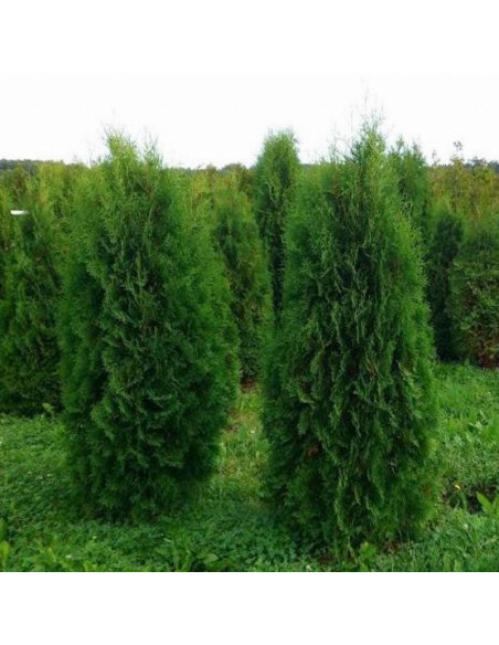 Tuja Pyramidalis Compacta Thuja occidentalis