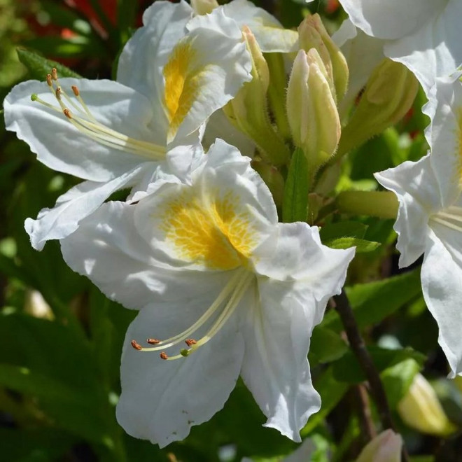 Azalia wielkokwiatowa Persil Rhododendron (Knaphill-Exbury)