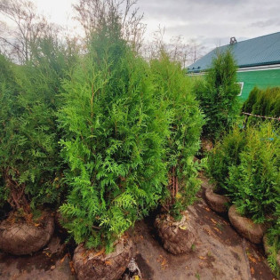 Thuja occidentalis Tuja Pyramidalis Compacta