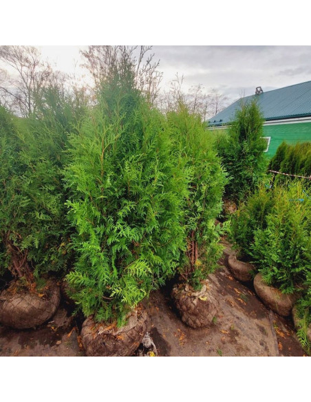 Thuja occidentalis Tuja Pyramidalis Compacta