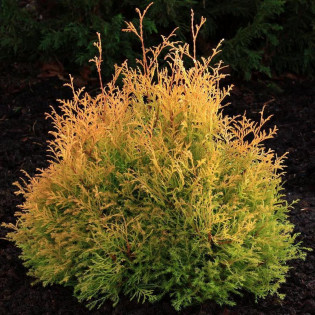 Tuja Rheingold Żywotnik zachodni Thuja occidentalis 2