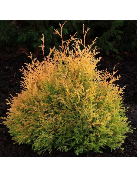 Thuja occidentalis Tuja Rheingold Żywotnik zachodni