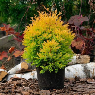 Tuja Rheingold Żywotnik zachodni Thuja occidentalis