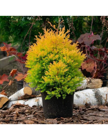 Tuja Rheingold Żywotnik zachodni Thuja occidentalis