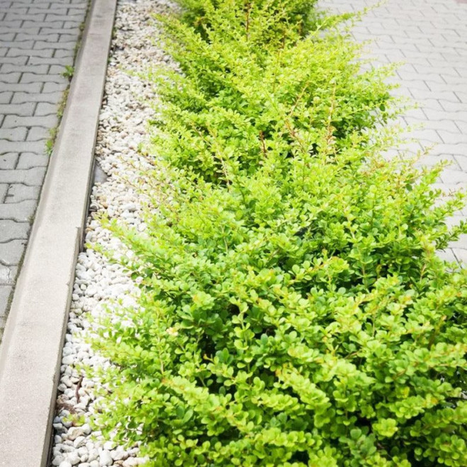 Green Carpet Berberys Thunberga Berberis thunbergii