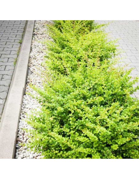 Green Carpet Berberys Thunberga Berberis thunbergii