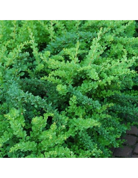 Berberis thunbergii Berberys Thunberga Green Carpet