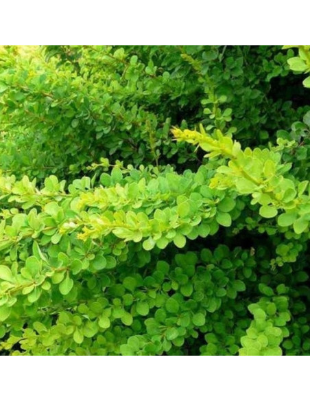 Berberys Thunberga Green Carpet Berberis thunbergii