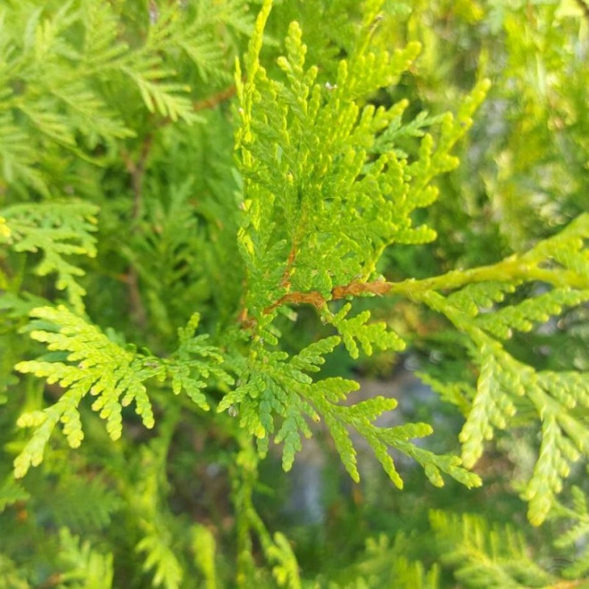 Tuja Salland Thuja occidentalis