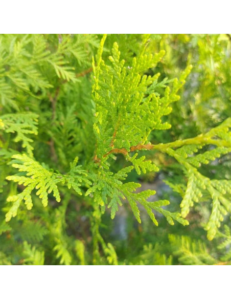 Tuja Salland Thuja occidentalis