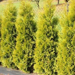Tuja Salland Thuja occidentalis 2