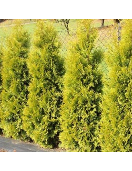 Thuja occidentalis Tuja Salland