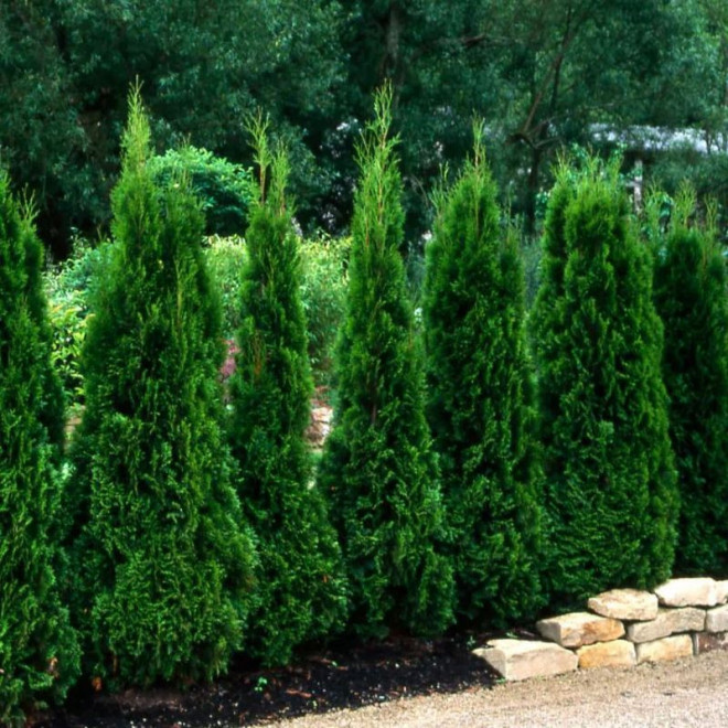 Thuja occidentalis Tuja Spiralis