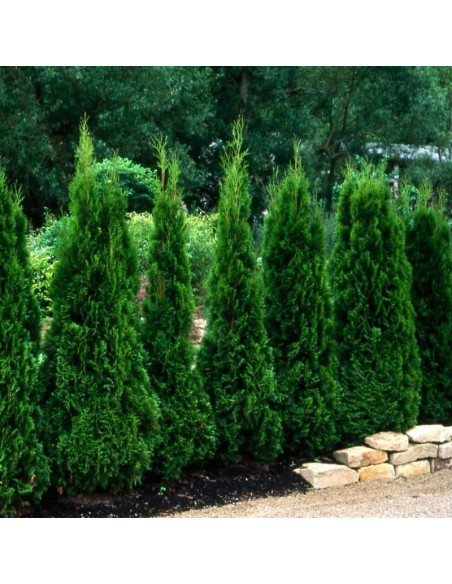 Thuja occidentalis Tuja Spiralis