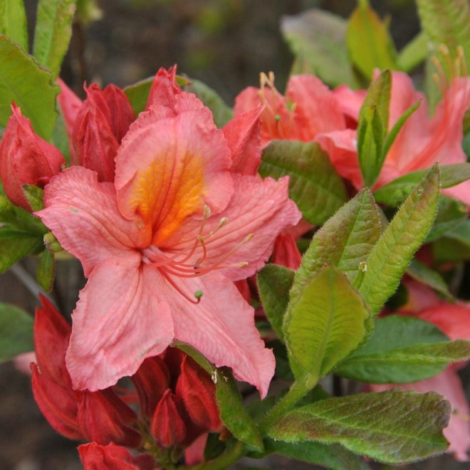 Azalia wielkokwiatowa Pink Delight Rhododendron (Knaphill) - SH