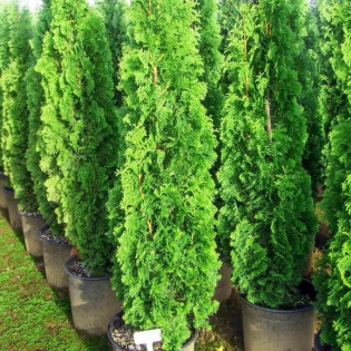 Thuja occidentalis Tuja Spiralis 2