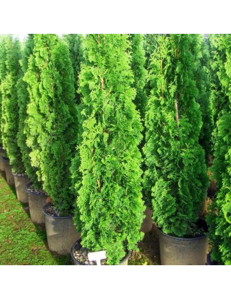 Tuja Spiralis Thuja occidentalis