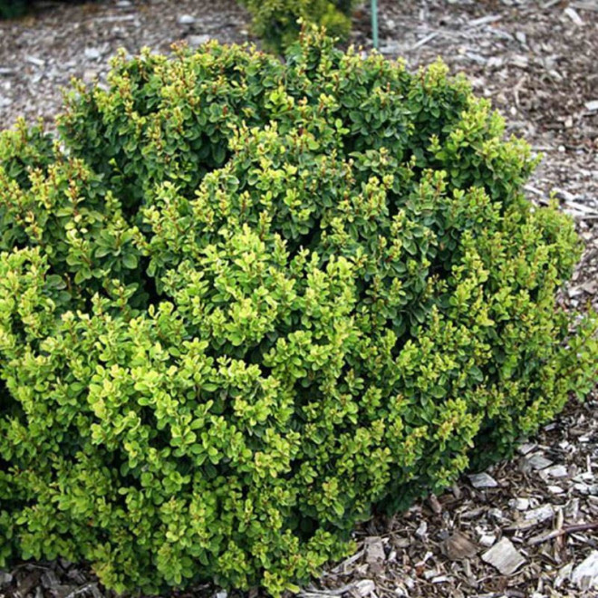 Green Cloud Berberis Thunberga Berberis thunbergii