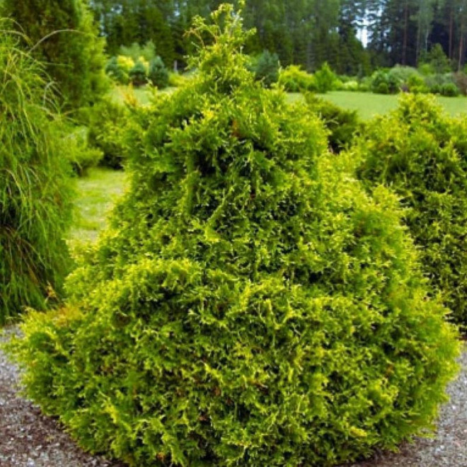 Tuja Stolwijk Żywotnik zachodni Thuja occidentalis