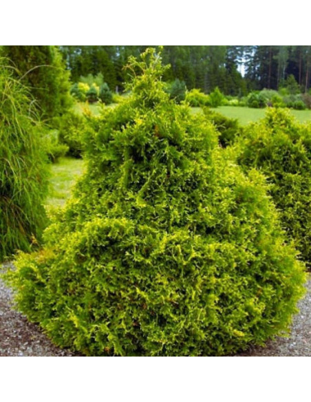 Tuja Stolwijk Żywotnik zachodni Thuja occidentalis