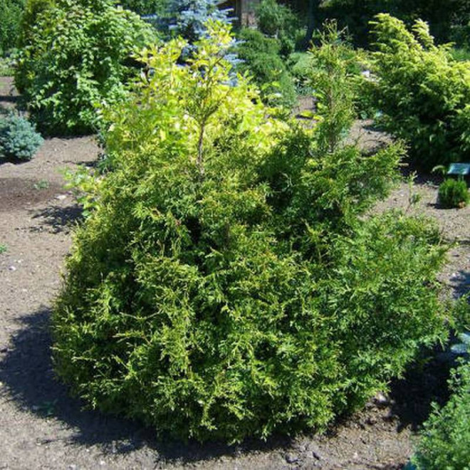 Thuja occidentalis Tuja Stolwijk Żywotnik zachodni