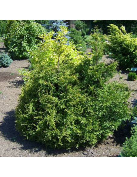 Thuja occidentalis Tuja Stolwijk Żywotnik zachodni